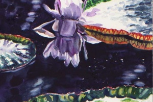 Water Lily Reflection