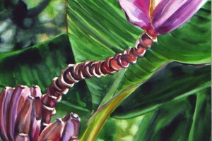 Violet Hawaiian Banana Flower