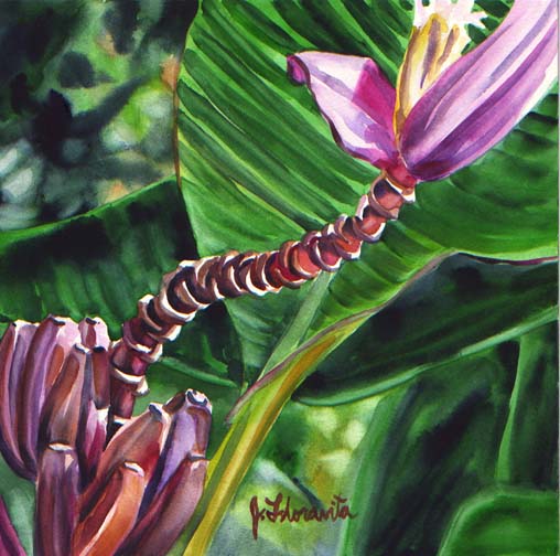 Violet Banana Flower watercolor painting on board by Jenny Floravita