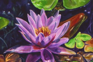 Pink Water Lily Blossom Tropical Flower