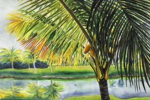 Golden Coco, Fairchild Tropical Botanical Garden