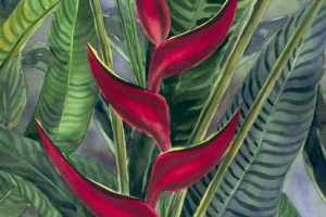 Firebird Red Tropical Flower Heliconia Painting