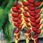 Red Heliconia Lake Tropical Flower Art