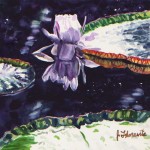 Water Lily Reflection by artist Jenny Floravita