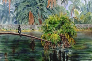 Over the Lagoon at Fairchild Tropical Botanical Garden