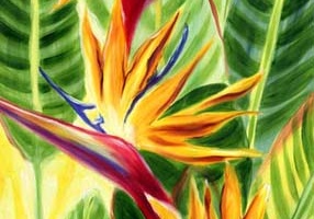 Hawaiian Sunlit Birds of Paradise