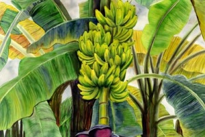 Banana Bundle